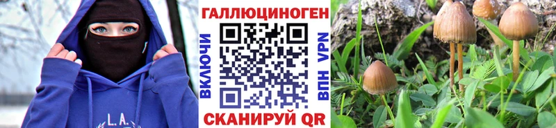 Купить закладки  Перевоз  Псилоцибиновые грибы Psilocybe 